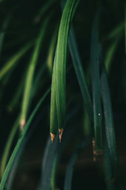 A close up of a green plant with a green leaf