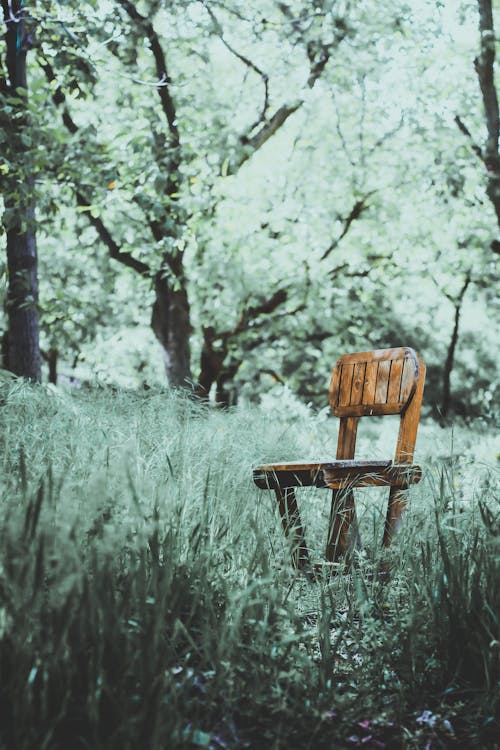 Wooden Chair in a Forest
