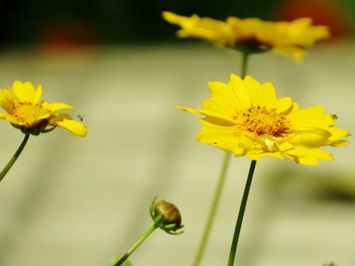 美麗的花朵, 花, 蜘蛛 的 免費圖庫相片