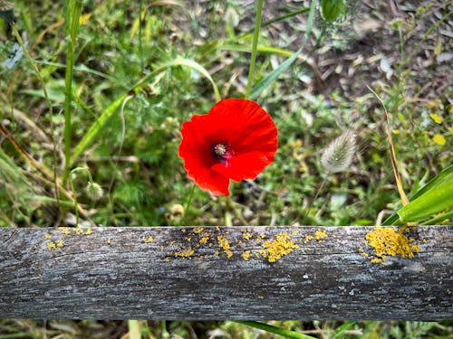Foto d'estoc gratuïta de anèmona de rosella, bellesa de la natura, caminar