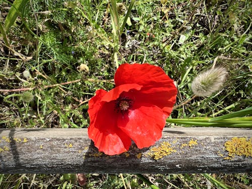 Foto d'estoc gratuïta de anèmona de rosella, bellesa de la natura, camp