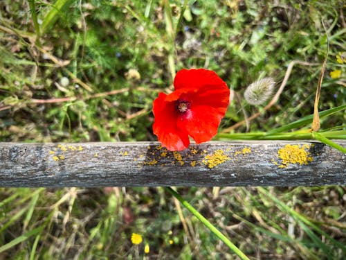 Foto d'estoc gratuïta de anèmona de rosella, bellesa de la natura, camp