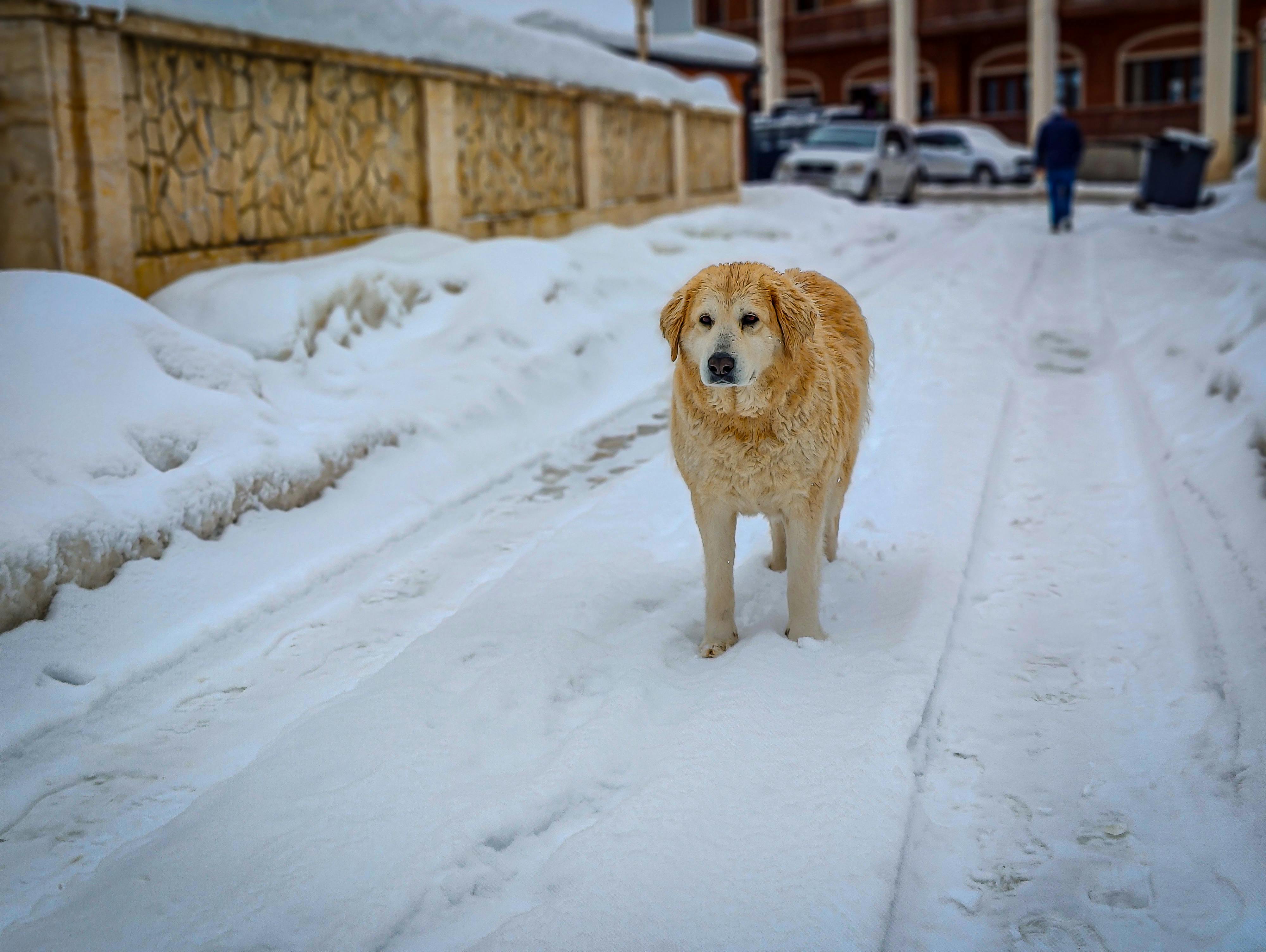 Great Pyrenees on Snow