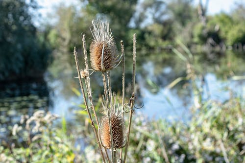 Gratis lagerfoto af blomst, teasel