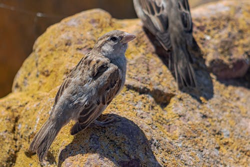 Δωρεάν στοκ φωτογραφιών με μικρό πουλί, πουλί, σπουργίτι