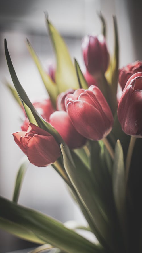 Gratis stockfoto met bloemen, dame tulp, fabrieken