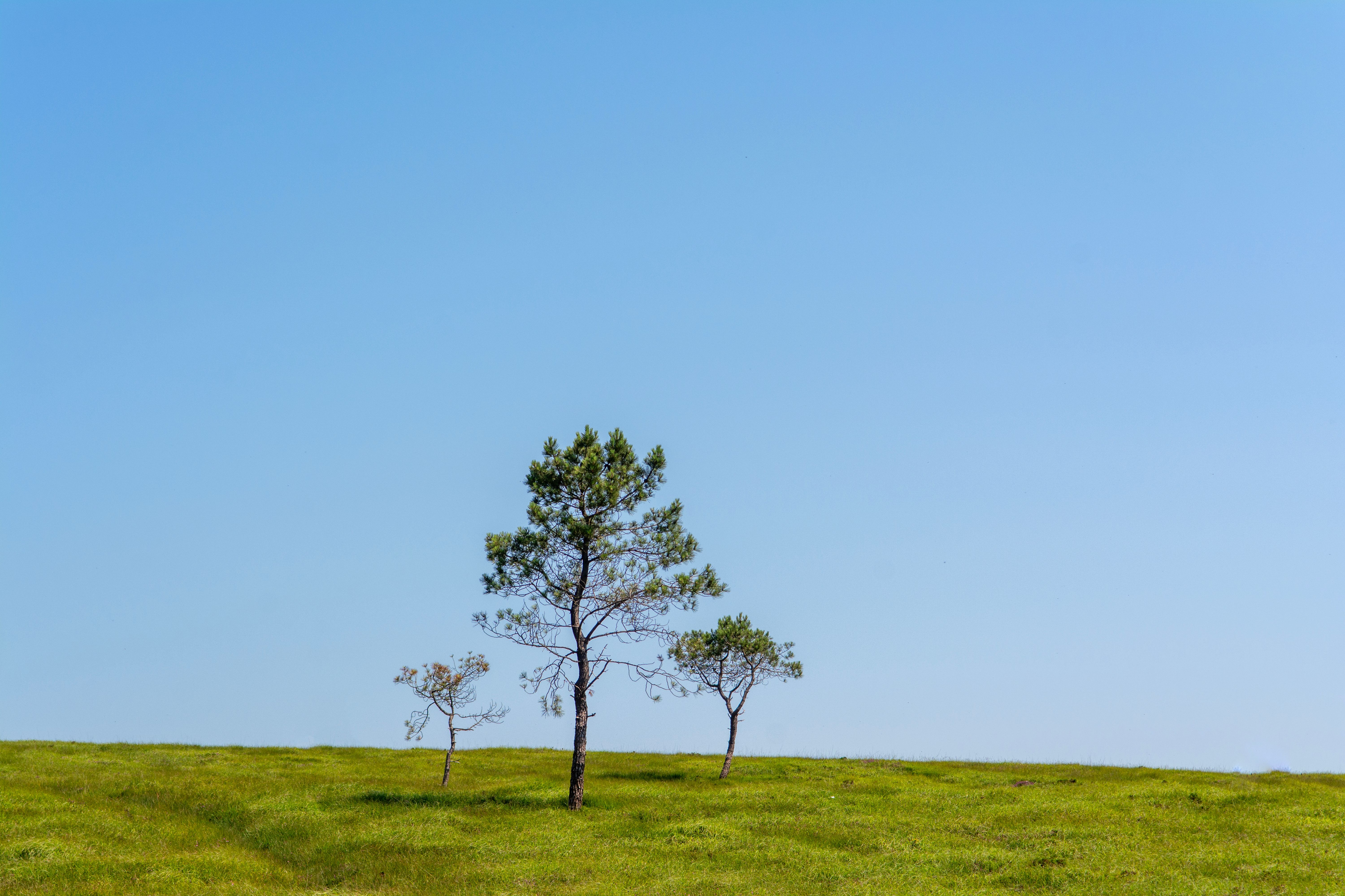 Fotomural Un prado verde tranquilo con un árbol solitario bajo un cielo azul brillante, capturando la simplicidad de la naturaleza.