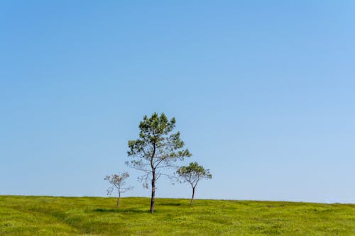 Three Lonely Trees on a Meadow