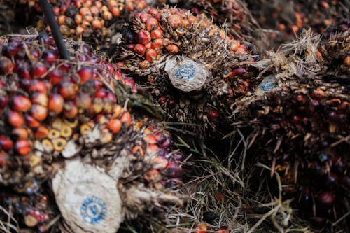 Gratis arkivbilde med gradering av palmefrukt, palmeolje, palmfrukt