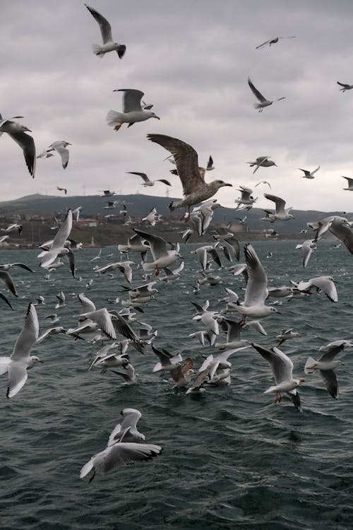 Fotos de stock gratuitas de aves, bandada, fotografía de animales