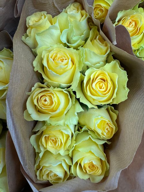 Free High angle view of fresh yellow roses wrapped in brown paper, perfect for bouquets. Stock Photo