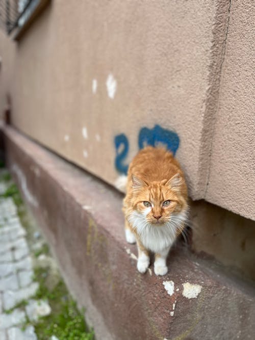 Ginger Cat on Wall
