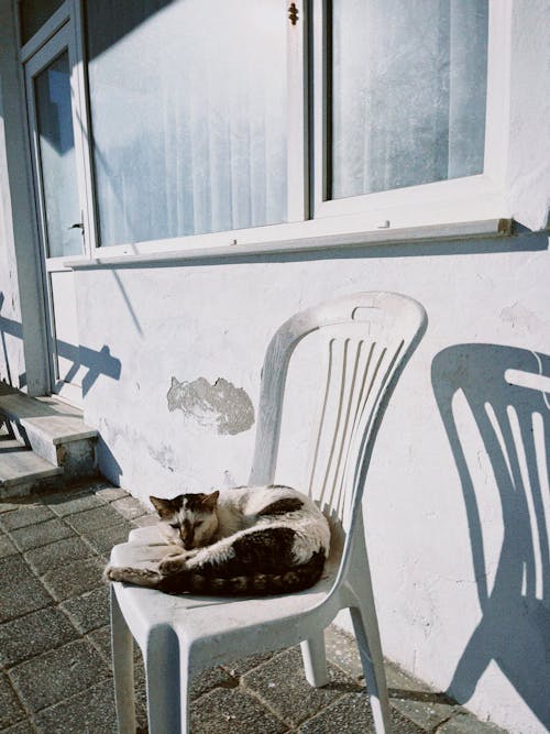 Cat Laying on a White Chair