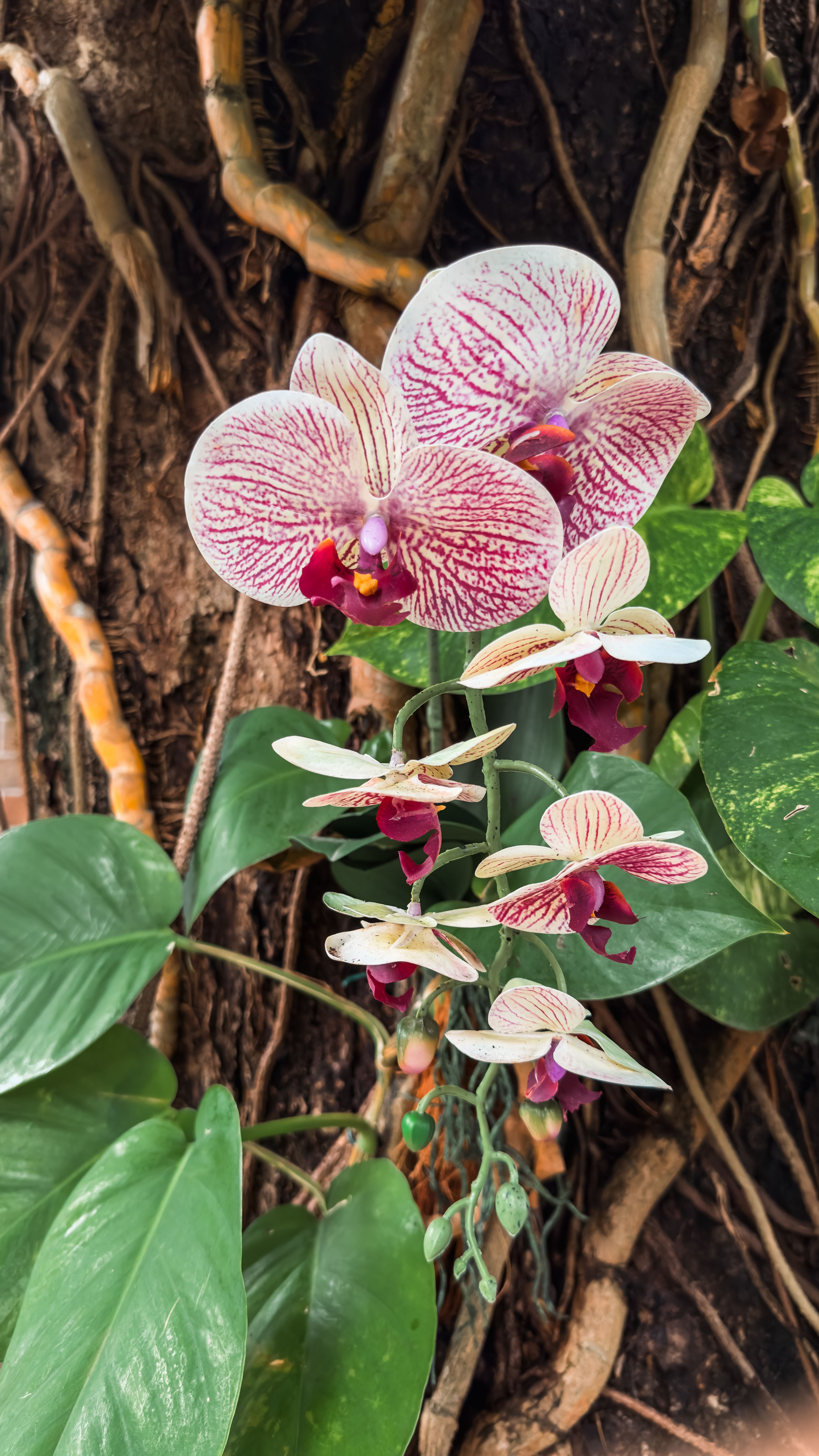 8,000+张最精彩的“Orchid”图片 · 100%免费下载 · Pexels素材图片