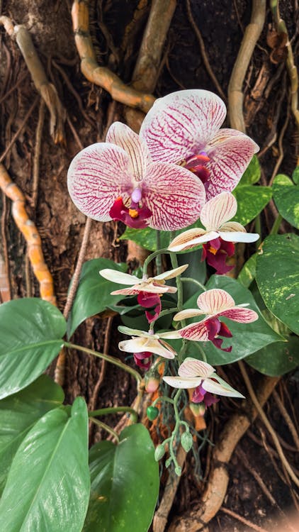 Flower of Pink Orchid