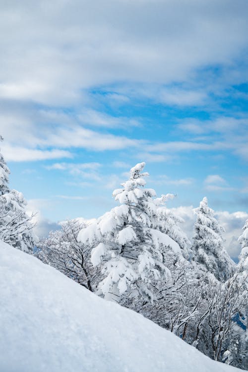 Ilmainen kuvapankkikuva tunnisteilla flunssa, lumi, luonto