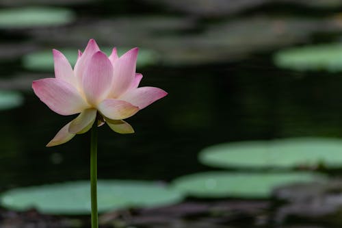 Beautiful Pink Lotus