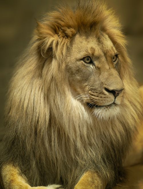 Free Captivating close-up of a lion, showcasing its majestic mane and regal presence in nature. Stock Photo