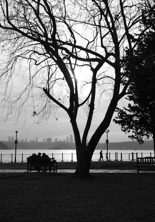 Immagine gratuita di albero, bianco e nero, città