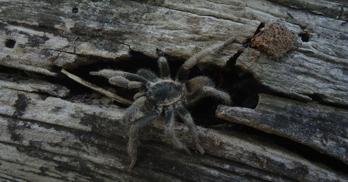Tarantula Infested Tree Tarantula Spider on Tree Trunk · Free Stock Photo
