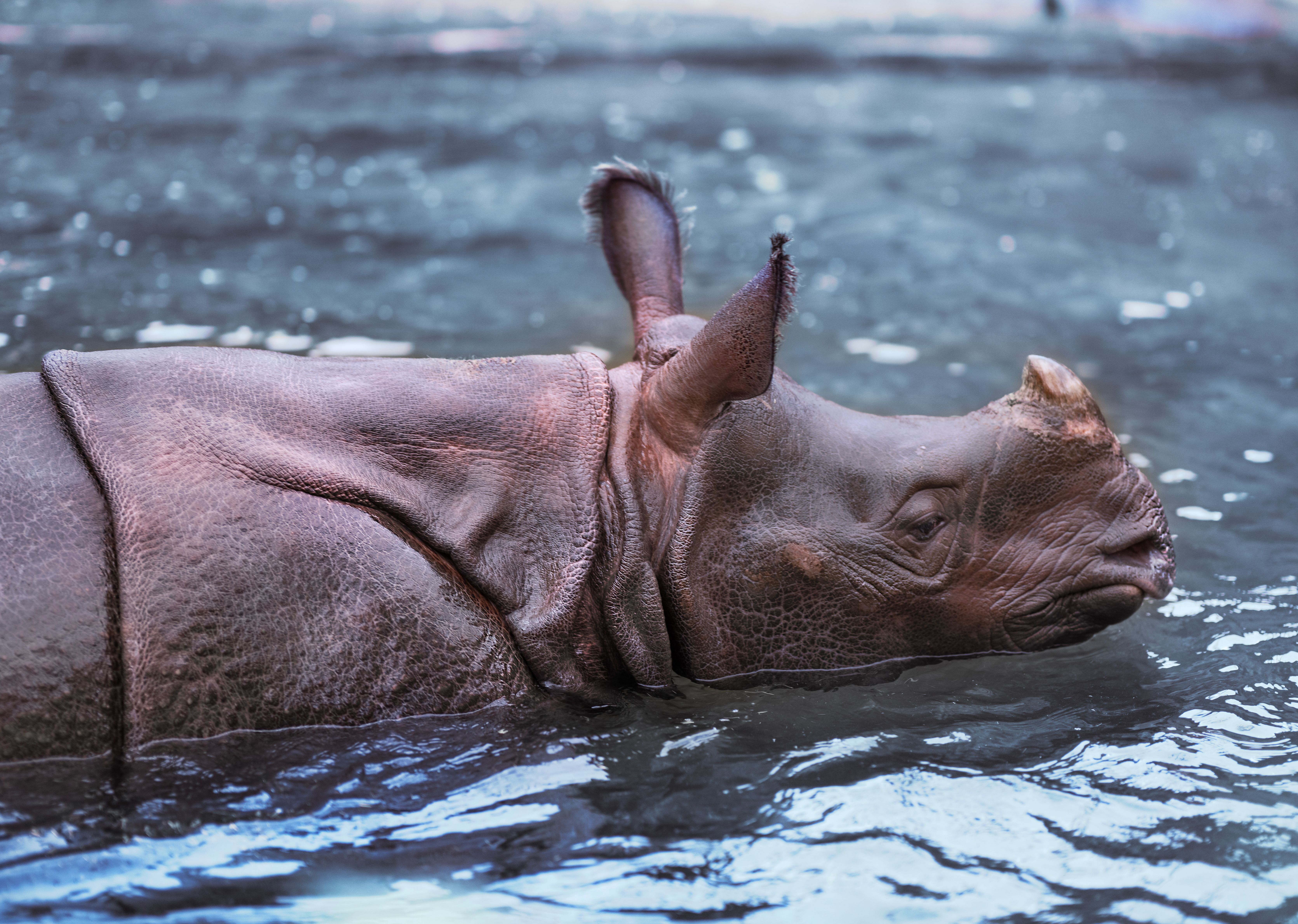 Why Critical Habitat Is Fought Over More Than Listing