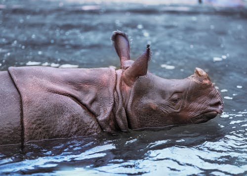 Foto d'estoc gratuïta de aigua, fotografia d'animals, fotografia de la vida salvatge