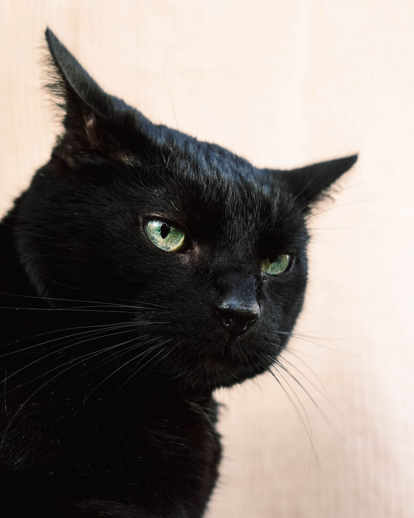 Two Years Gone, One Phone Call Home: Anne Twist and Her Cat Evie