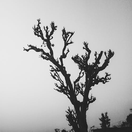 Ingyenes stockfotó egy fa hegy, egyetlen fa, fa témában
