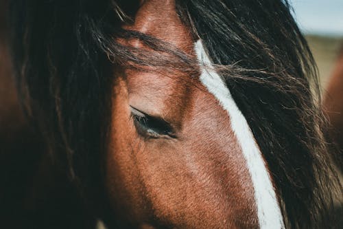 Immagine gratuita di avvicinamento, cavallo, fotografia di animali