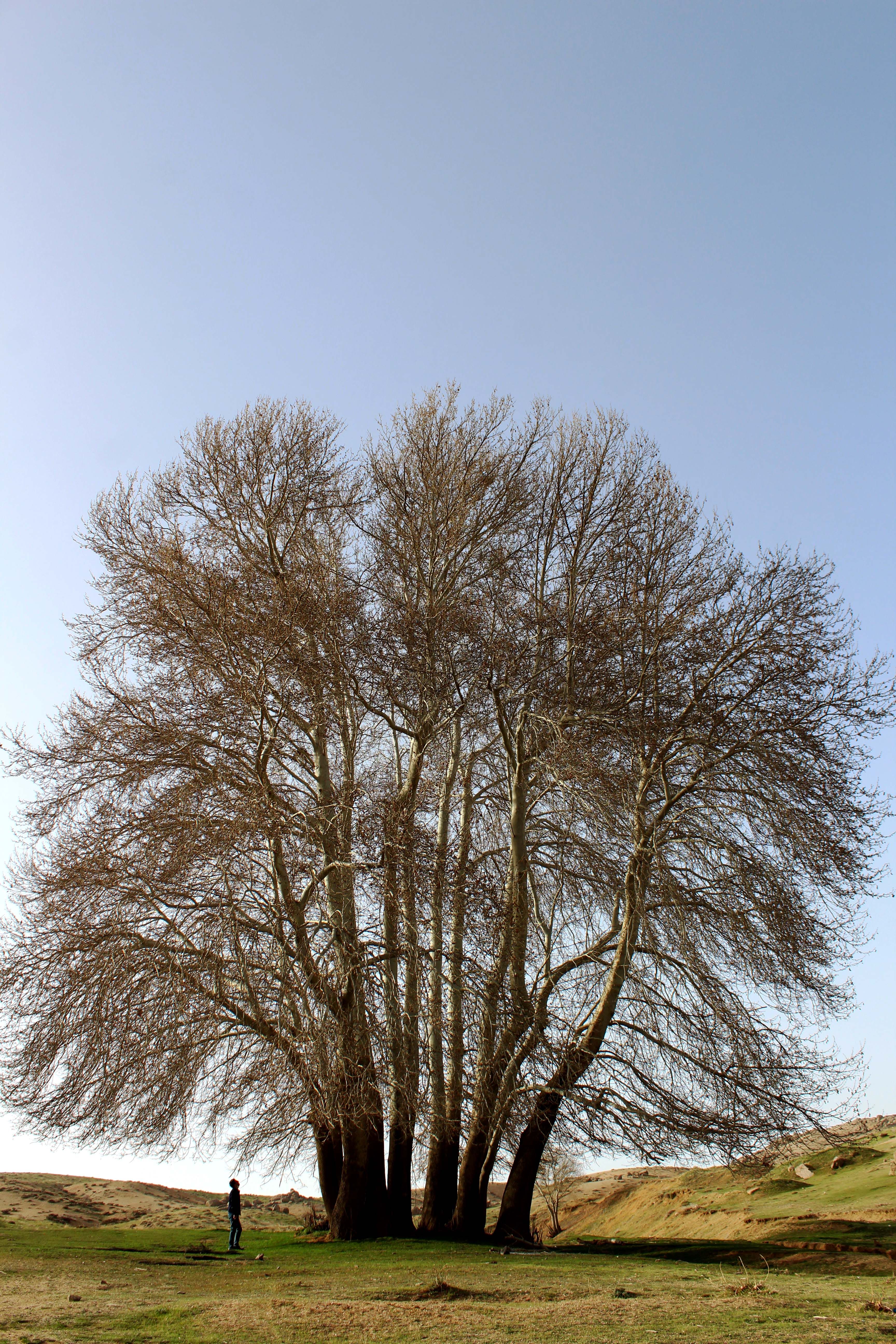 A solitary tree stands tall in a peaceful rural meadow with clear blue skies.