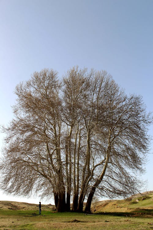 Free Man under Island of Trees on Meadow Stock Photo