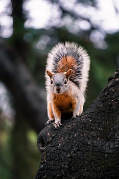 Captivating image of a squirrel perched on a tree in a lush outdoor setting.