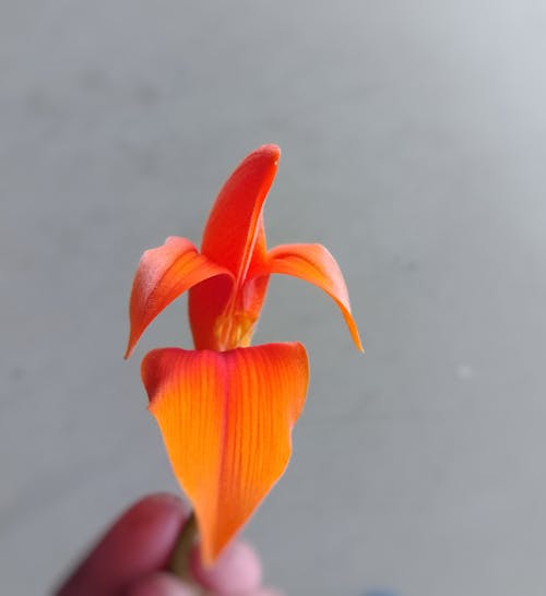 Palash flower