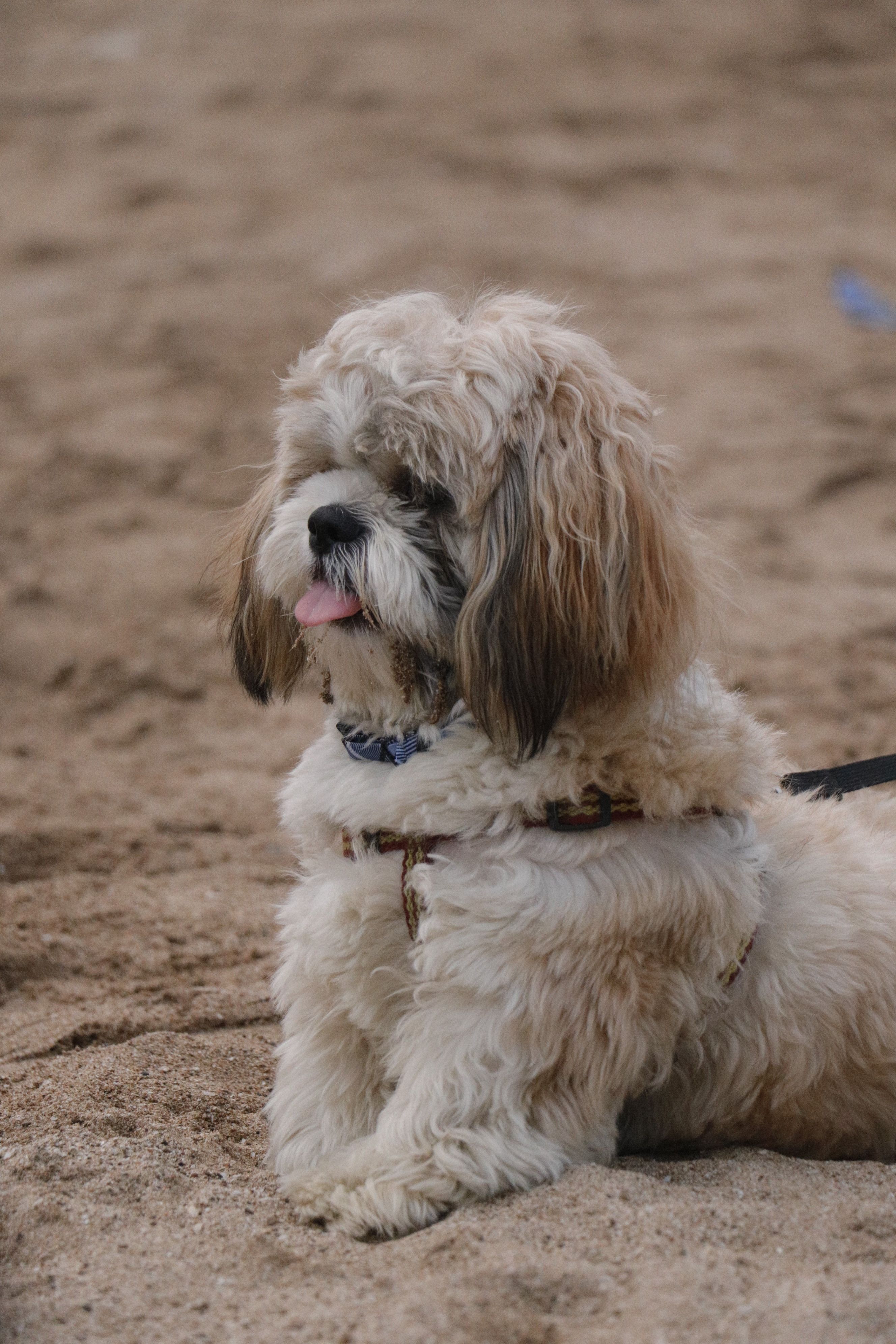 Gratis Yndig Scruffy Dog Lagerfoto