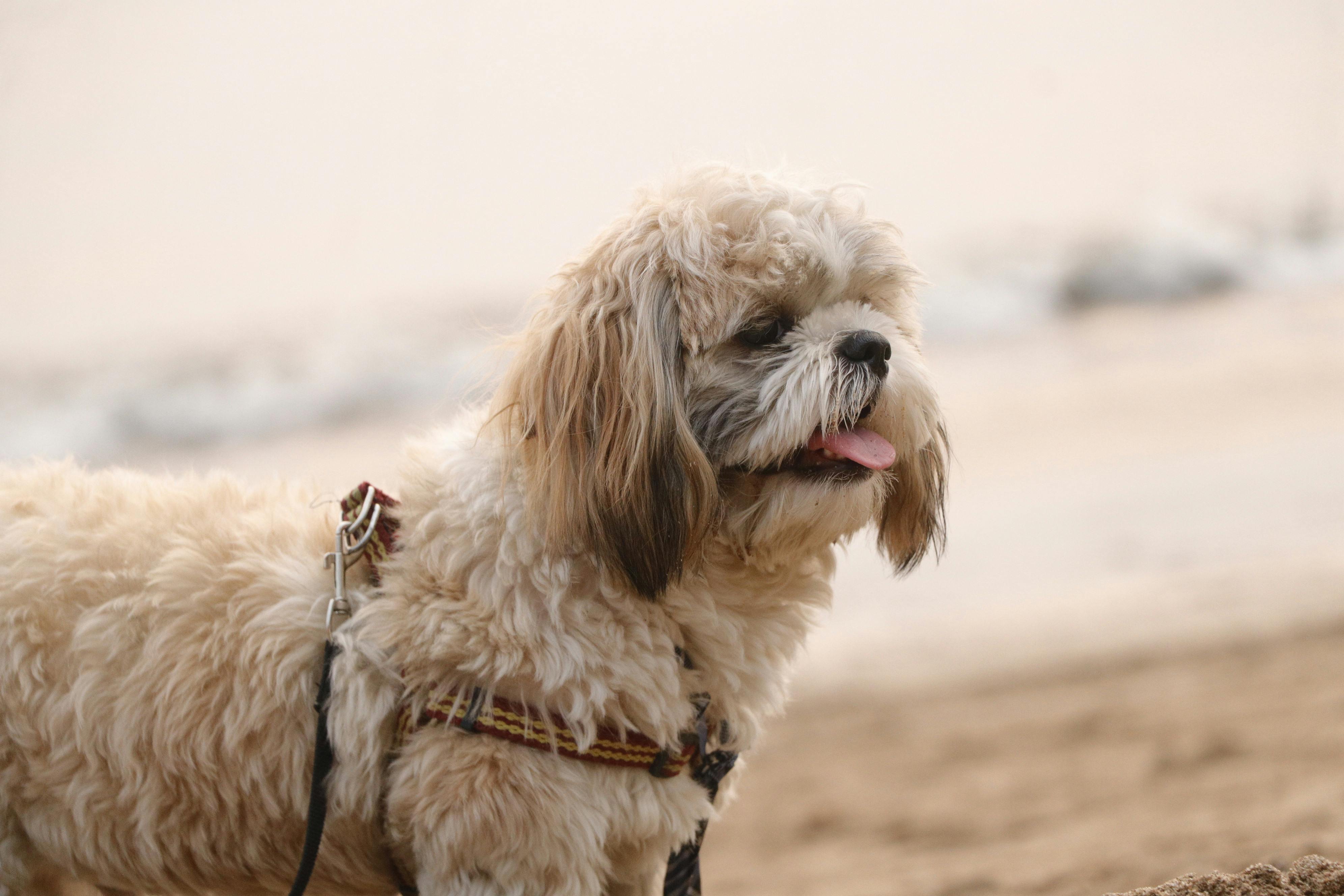 Furry Dog in Harness