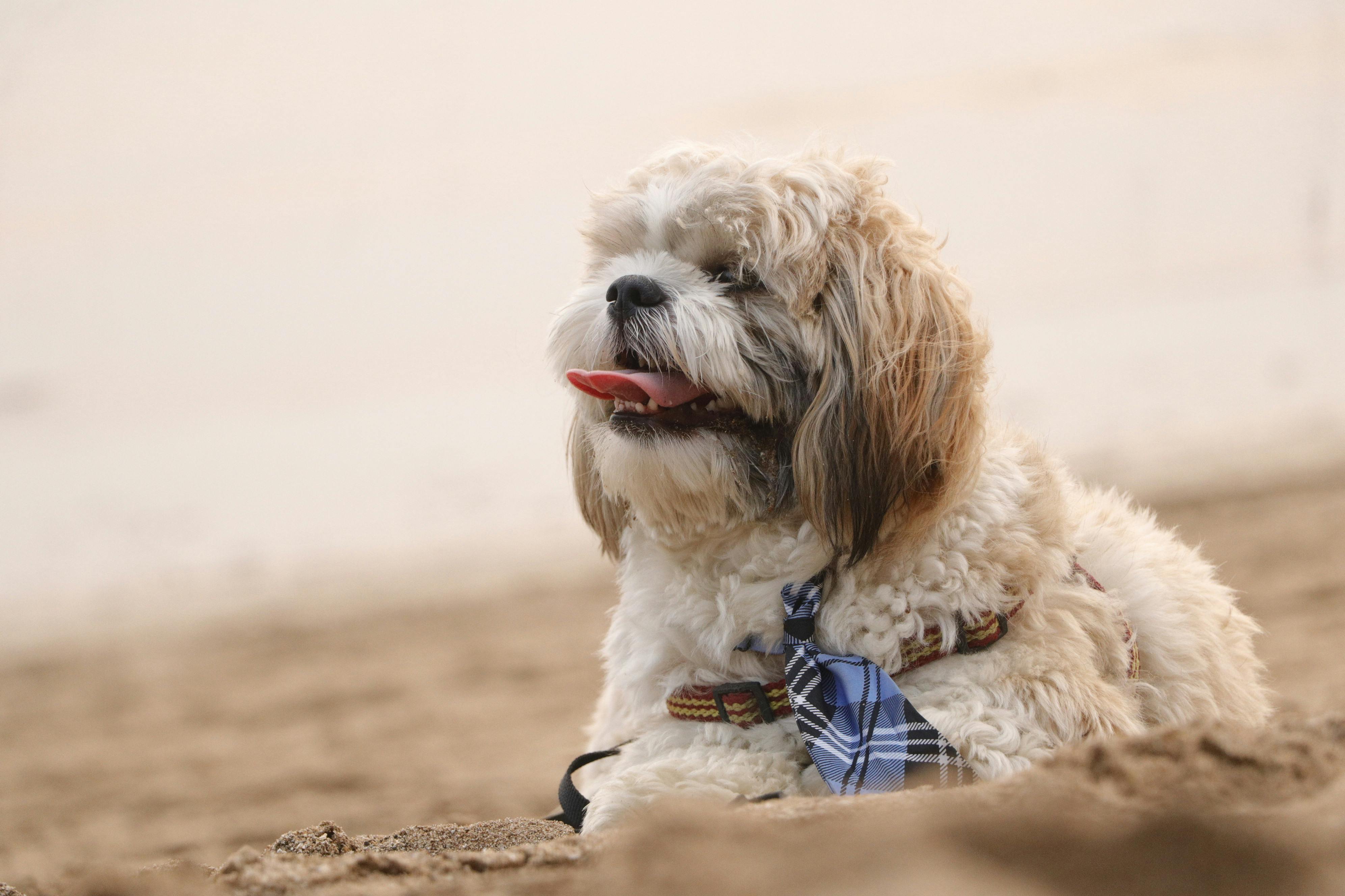 South Korea Portable Pet Grooming Shampoo - Market Analysis, Forecast, Size, Trends and Insights — Photo by Naitik Dodiya on 