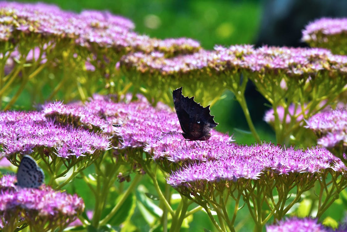 Бесплатное стоковое фото с бабочка, красивые цветы