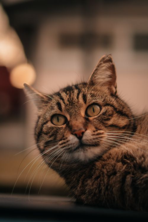 Free Cozy close-up portrait of a tabby cat with striking green eyes. Perfect for cat lovers and pet projects. Stock Photo