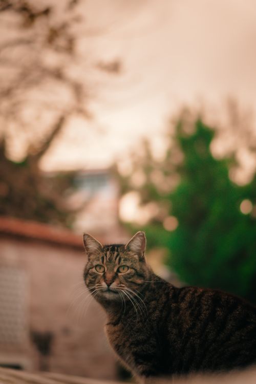 Free A fluffy tabby cat sits serenely outdoors against a sunset backdrop. Stock Photo