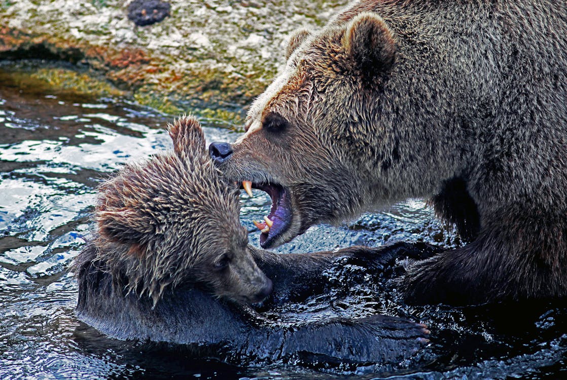 Brown Bear