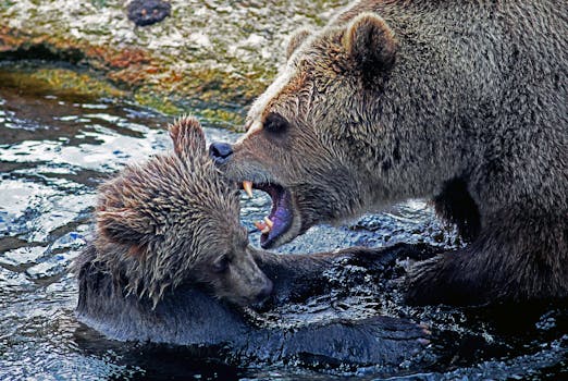 Free stock photo of water, animal, wilderness, bear