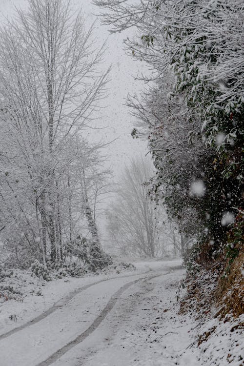 A snowy road with trees and bushes on either side