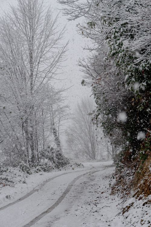 Free Serene winter forest with a snow-covered rural road, perfect for seasonal backgrounds. Stock Photo