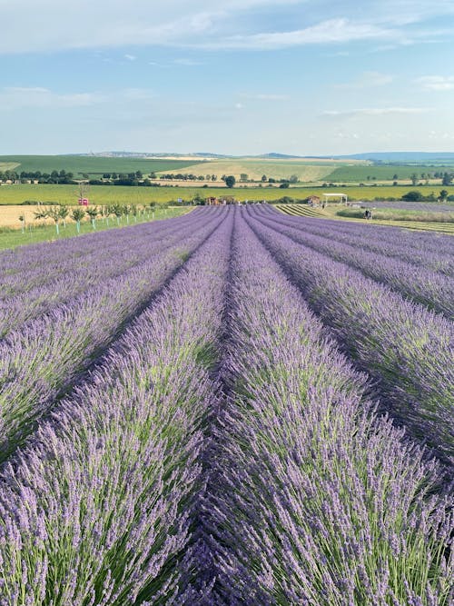 Lavender fields in the countryside