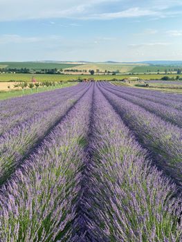 Stunning lavender field stretching into the horizon under a summer sky, perfect for backgrounds.. pexels, stunning, lavender