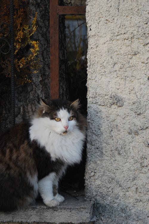 Fotobanka s bezplatnými fotkami na tému domáce zviera, mačka, mestský