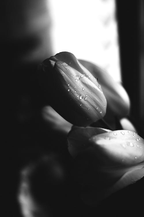 Foto d'estoc gratuïta de blanc i negre, flors, gotes de pluja