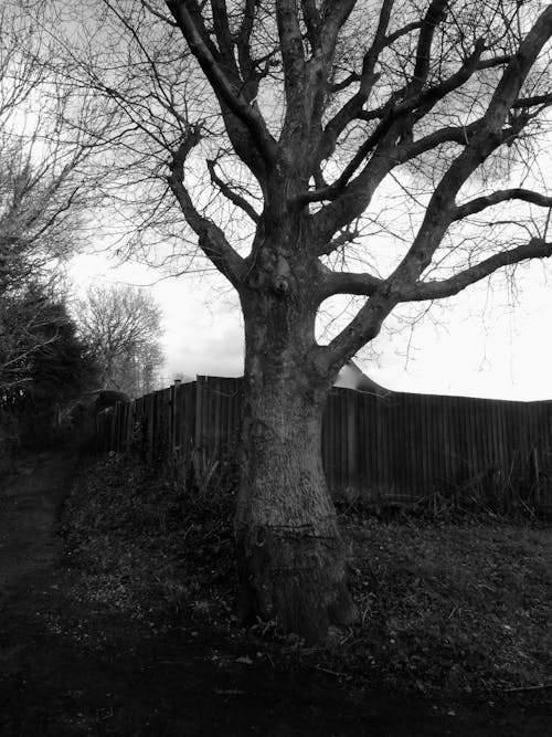 Foto d'estoc gratuïta de arbre, blanc i negre, nu