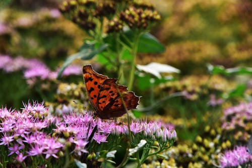 Free stock photo of butterfly Stock Photo
