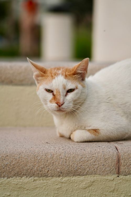 Free A serene white and orange cat lies calmly on outdoor steps, offering a peaceful pet portrait. Stock Photo